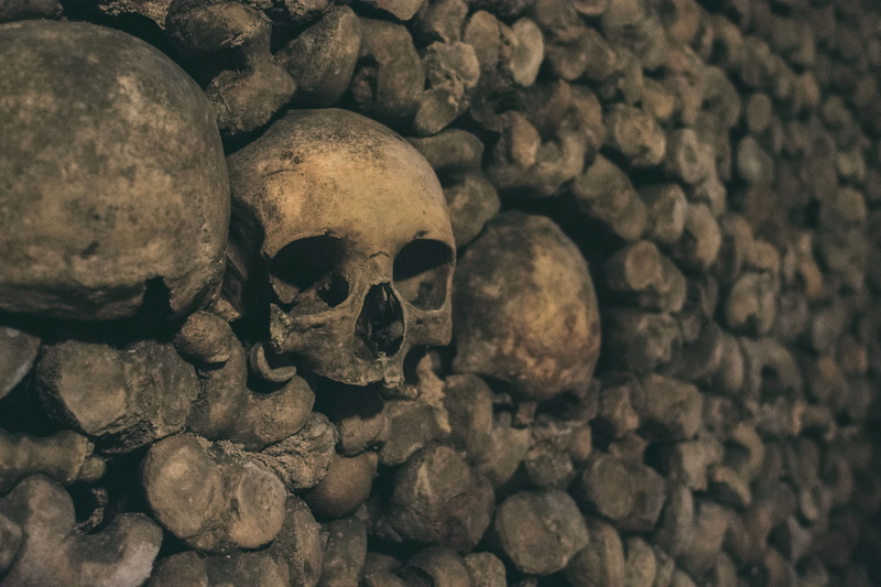 bones, pile, the past, animal, invertebrate, bee, close-up, pillow, paris, skeleton, outdoors, turtle, hornet, bone, history, horror, architecture, human bone