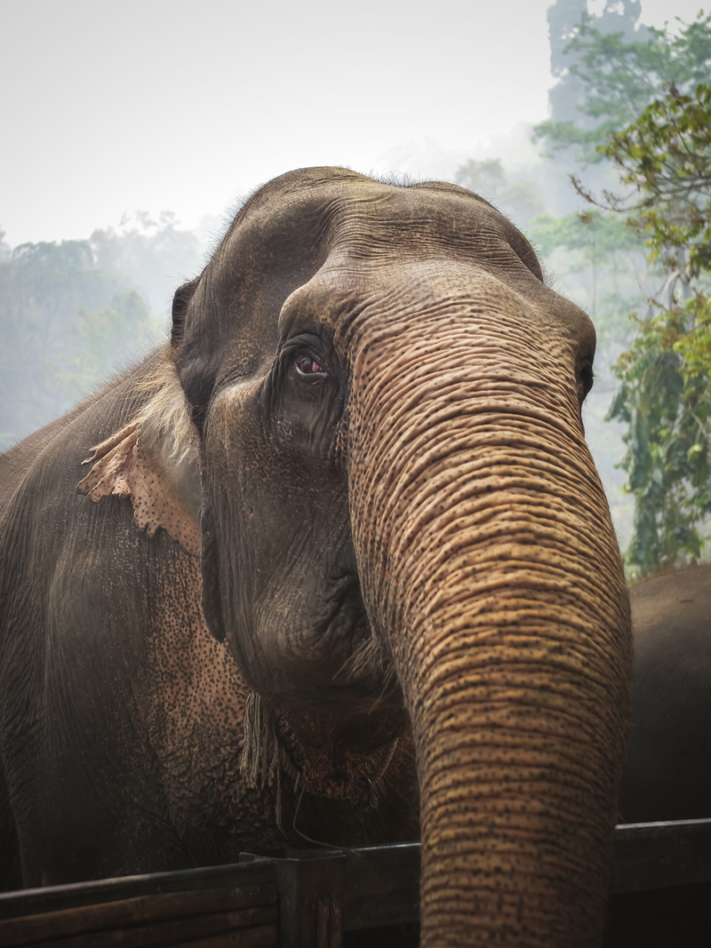 ardeidae, no people, vertebrate, 4K, mammal, orangutan, close, brown, animal body part, leisure activities, beak, flower, animal head, stork, elephant