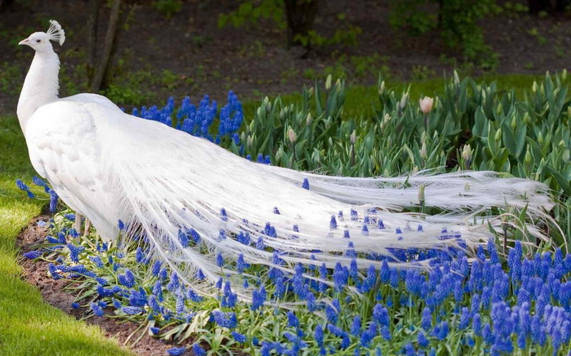 White Peafowl, Peacock, 1080P, Animal, White, Flower, Birds