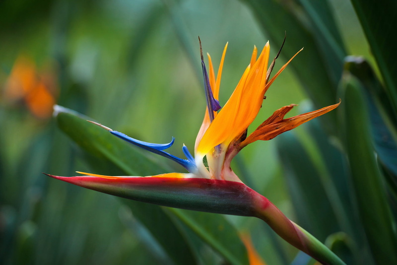 plant, growth, bird of paradise - plant, 1080P, freshness, nature, flowering plant, flower head, vulnerability, inflorescence, day, focus on foreground