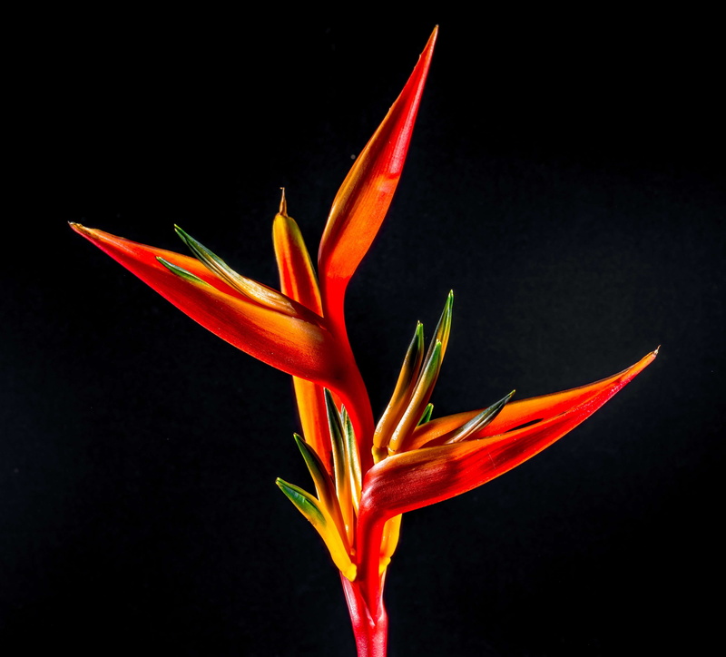 freshness, 4K, growth, beauty in nature, plant, colourful, black background, pollen, flower, bird of paradise - plant, strelitzia, fragility, close-up
