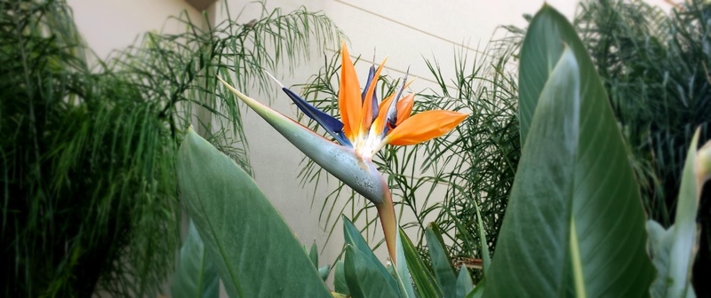 colorful, orange color, fresh, spring, vulnerability, bouquet, flora, petal, exotic, selective focus, gardening, flower head, white, beauty in nature, tropical