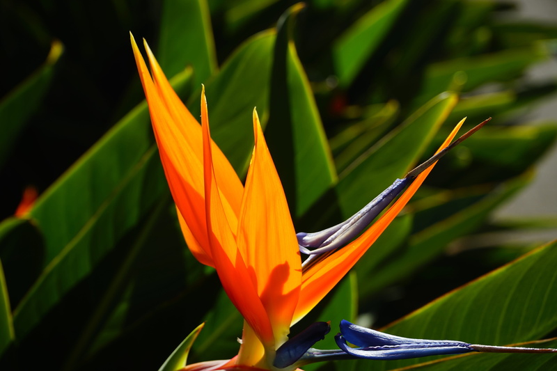 vulnerability, colorful, nature, lily, orange color, Flower, bloom, bird Of Paradise - Plant, focus on foreground, freshness, 5K, inflorescence, no people