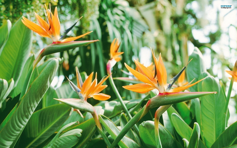 naturaleza, flores, planta, exotica, strelitzia, 1080P