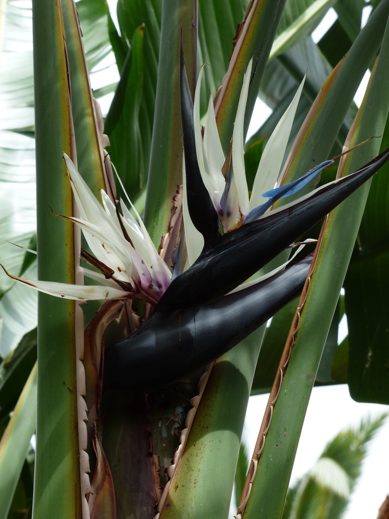black, flowering plant, tree caudata, fragility, white caudata, blue, white, no people, 4K, vulnerability, bloom, plant, caudata greenhouse, strelitzia nicolai