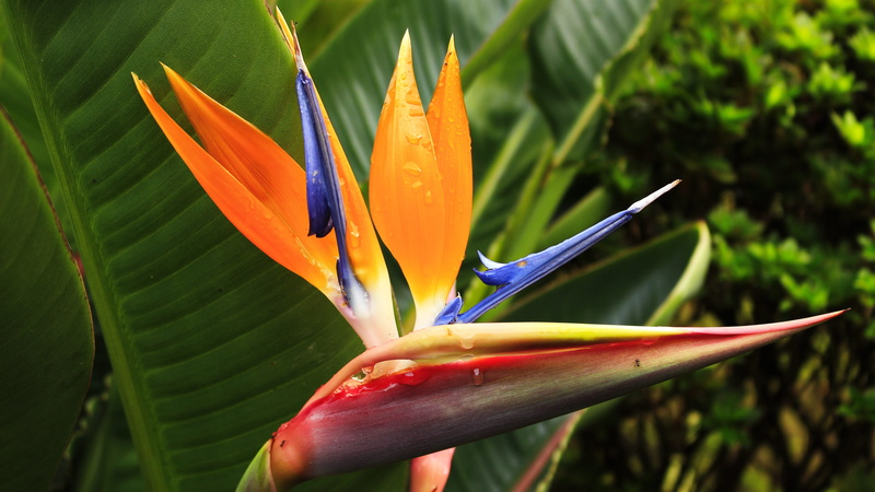 focus on foreground, fragility, 5K, plant, rain, tropical flower, freshness, day, close-up, beauty in nature, flowering plant, petal, plant part, exotic