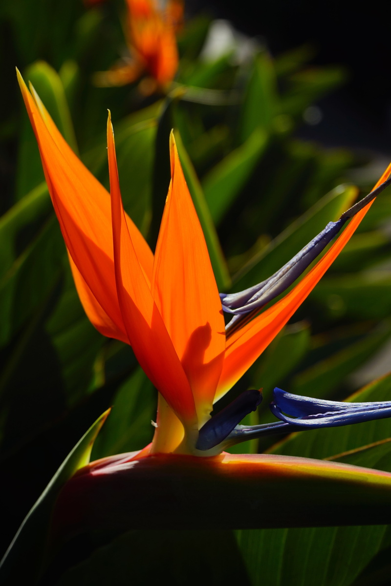 Blossom, strelitziaceae, plant, strelitzia orchids, inflorescence, caudata, freshness, Bird Of Paradise Flower, strelitzia, petal, color, bird of paradise - plant