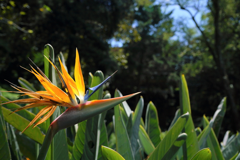 close-up, growth, amaryllidaceae, strelitzia reginae, asteraceae, 8K, vegetation, fragility, focus on foreground, freshness, inflorescence, daffodil, day