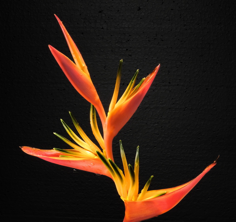orange color, strelitzia, 2K, queen caudata, white, wall - building feature, growth, strelitzia orchids, orange, flowering plant, botany, close-up, strelitziaceae