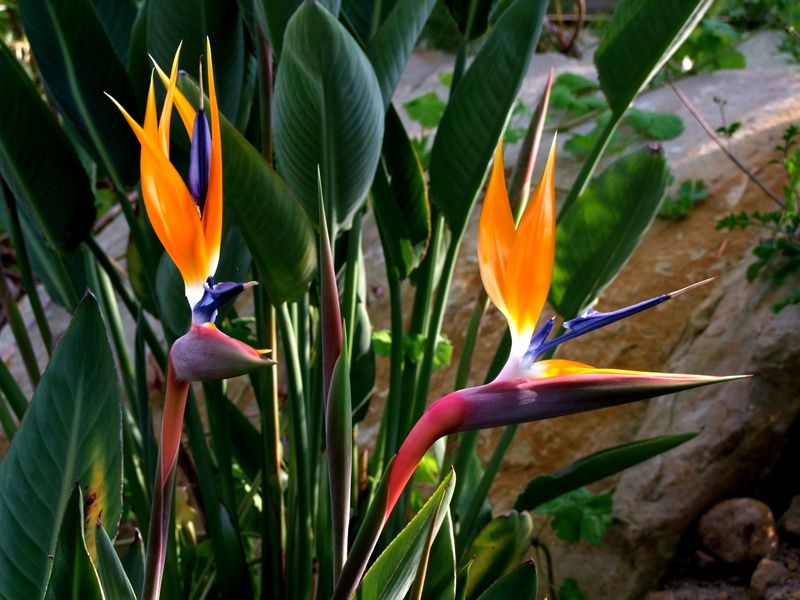 garden, strelitzia, bird of paradise flower, exotic, no people, beauty in nature, caudata, spring, leaf, flower Head, plant, freshness, botanical garden