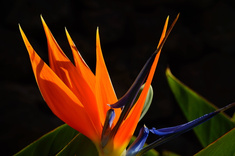 close-up, strelitzia, plant, ornamental plant, freshness, yellow, flower, colorful, focus on foreground, flower Head, vulnerability, blue, caudata, queen caudata