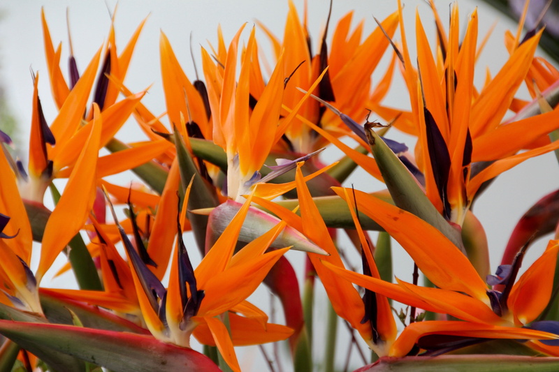 nature, beauty in nature, Paradise, strelitzia orchids, paradise flower, close-up, outdoors, plant part, queen caudata, flowering plant, orange color, inflorescence