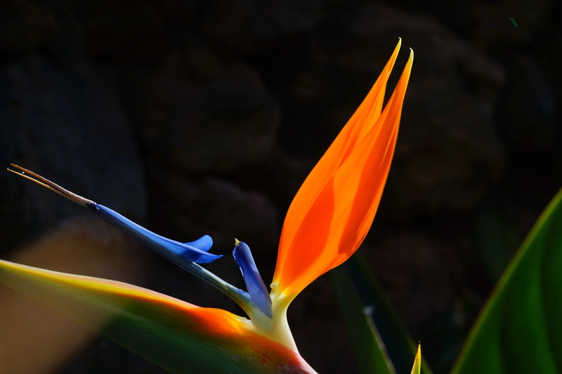 5K, blue, king caudata, strelitzia orchids, queen caudata, beauty in nature, Flower, vulnerability, strelitziaceae, petal, strelitzia, flower head, flowering plant