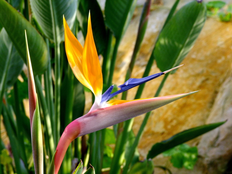 growth, botanical garden, caudata, bird of paradise, spring, focus on foreground, orange color, bird flower, springtime, flowers, düsseldorf, greenhouse