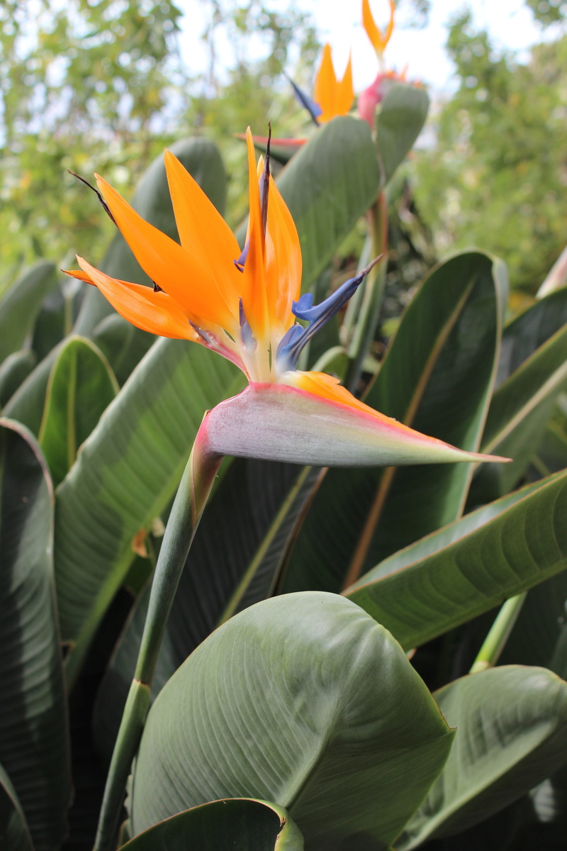 tropical, flower, leaf, beauty in nature, petal, strelitzia, orange color, green color, plant, botanical, close-up, vulnerability, plant part, flowering plant