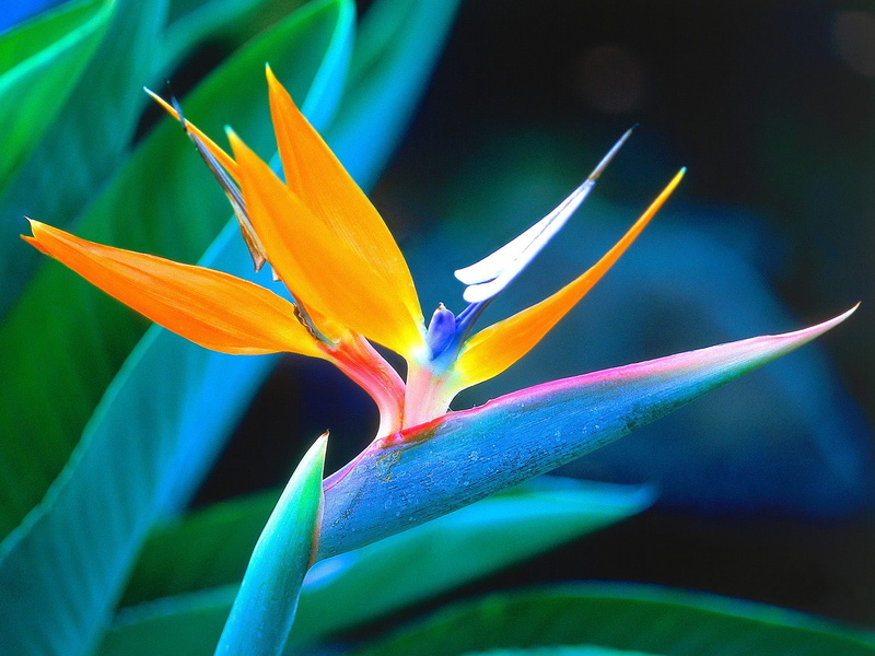 720P, africa, nature, flower, crane, flowers, bird, paradise, south, strelitzia