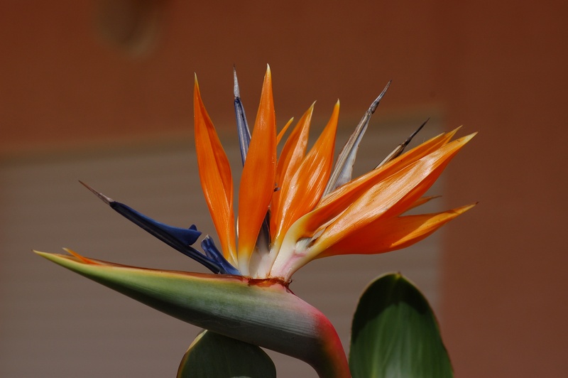 orange color, colorful, nature, garden, vulnerability, inflorescence, petal, growth, no people, flowering plant, bird of paradise - plant, exotic, fragility