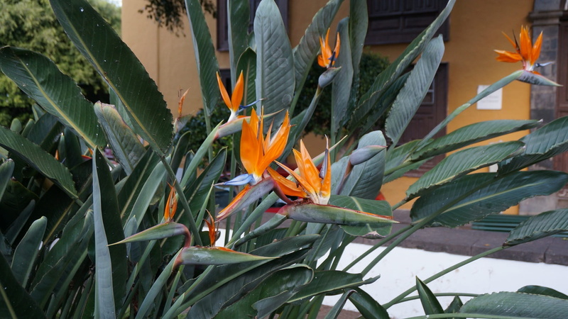 flower head, winter, leaf, plant, bird of paradise flower, strelitzia reginae, inflorescence, no people, fragility, petal, agriculture, vulnerability, 1080P