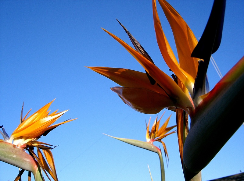 orange flower, no people, fragility, blue, flowering plant, day, sunlight, low angle view, growth, strelitzia, bird-of-paradise, freshness, orange color
