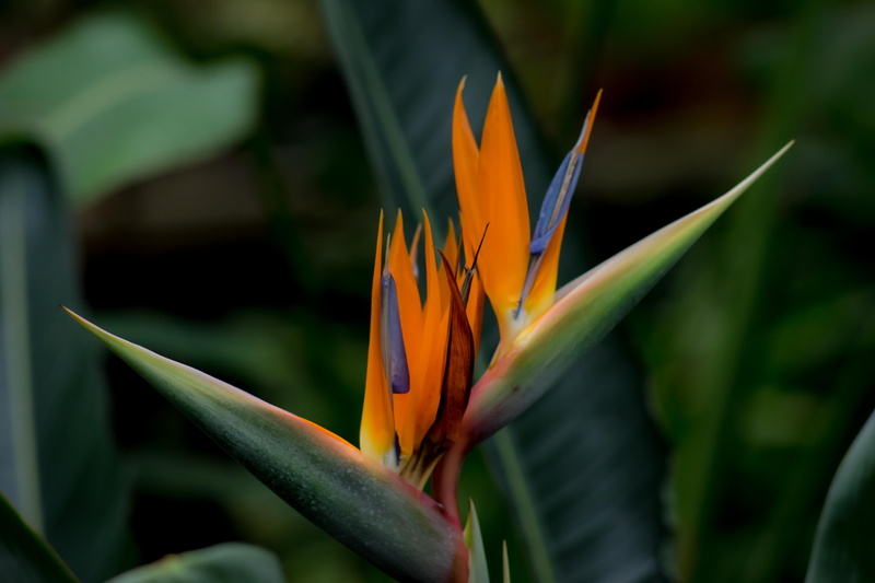 flower, focus on foreground, botanical garden, bird of paradise flower, nature, growth, greens, beauty in nature, vulnerability, flowering plant, orange color