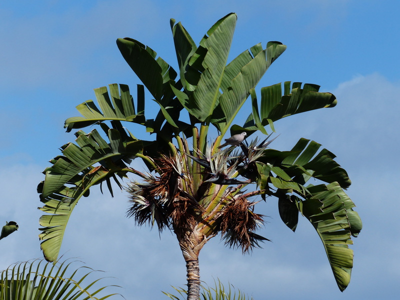 no people, low angle view, blossom, palm leaf, 4K, growth, strelitzia, beauty in nature, plant part, tropical climate, tropical tree, banana, banana tree