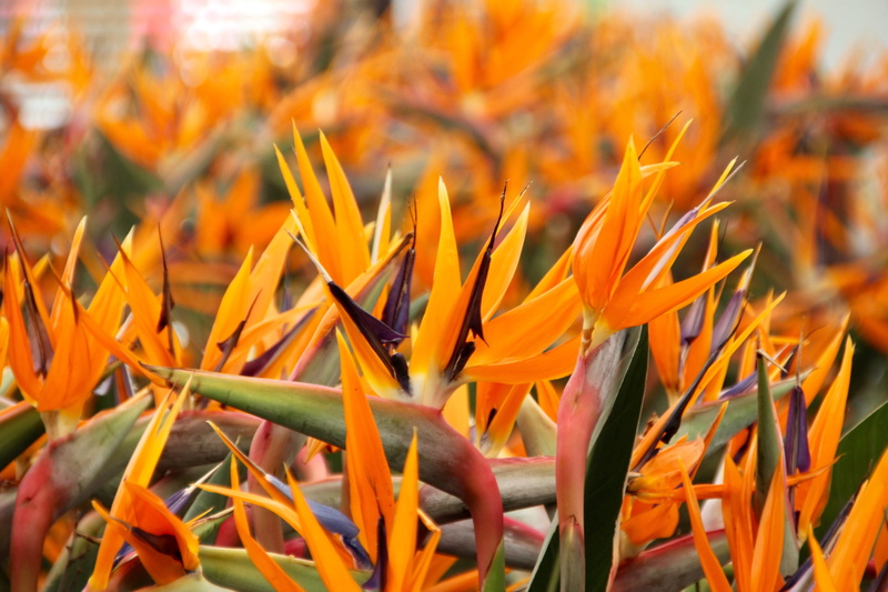strelizie, beauty in nature, king caudata, strelitzia orchids, day, orange color, strelitziaceae, nature, outdoors, land, flowering plant, parrot flowers