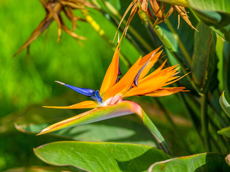 botanical, beauty in nature, focus, summer, 5K, growth, bird, vulnerability, tropical, botany, plant, green color, freshness, flowering plant, orange