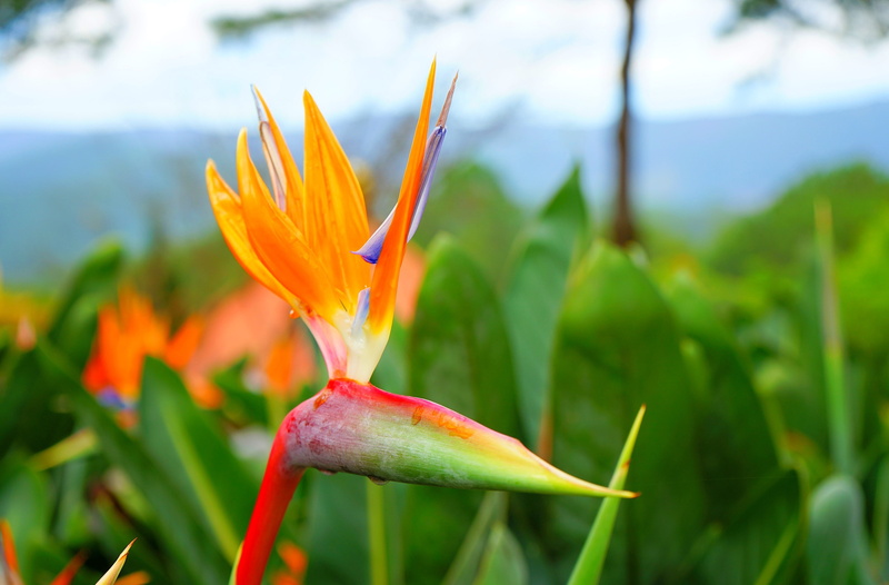 Nature, 2K, crane flower, strelitzia reginae, bird of paradise flower, reginae, Flowers, dieu, Strelitzia, thien, Flower, thien dieu