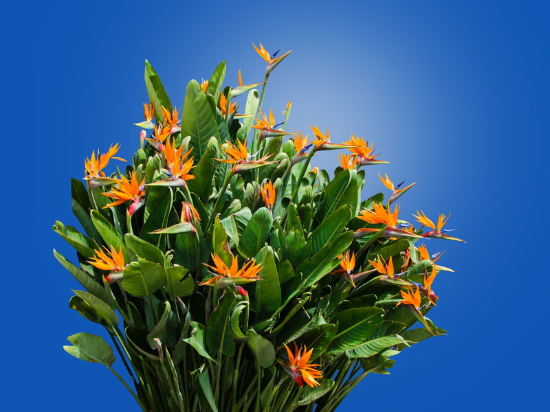 nature, flower, caudata, outdoors, strelitzia, garden, carpel, sky, low angle view, plant, day, clear sky, beauty in nature, give, growth, plant part, food