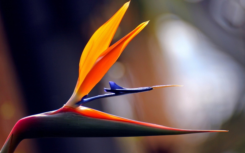 petal, no people, inflorescence, plant, africa, fragility, flowering plant, outdoors, photography, day, vulnerability, 720P, close-up, beauty in nature