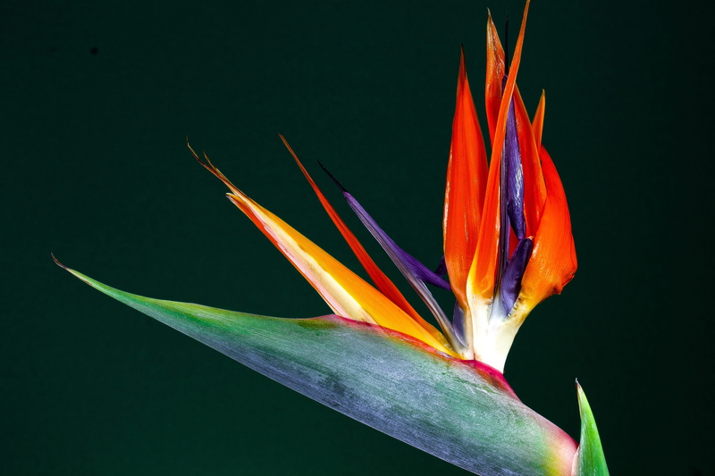 flowering plant, plant, nature, caudata, botanical garden, beauty in nature, focus on foreground, spread, flower, no people, multi colored, strelitzia