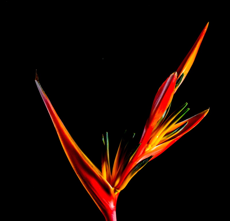 flowering plant, yellow, caudata greenhouse, strelitziaceae, close-up, vulnerability, no people, close, red, indoors, fragility, blossom, abstract, creativity