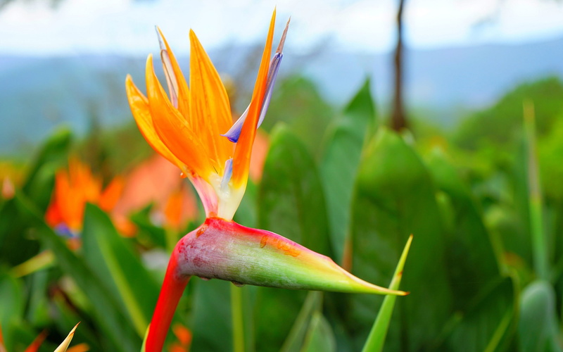 flowering plant, fragility, reginae, orange color, no people, growth, 2K, strelitzia, nature, qua, beauty in nature, high, petal, plant, vulnerability