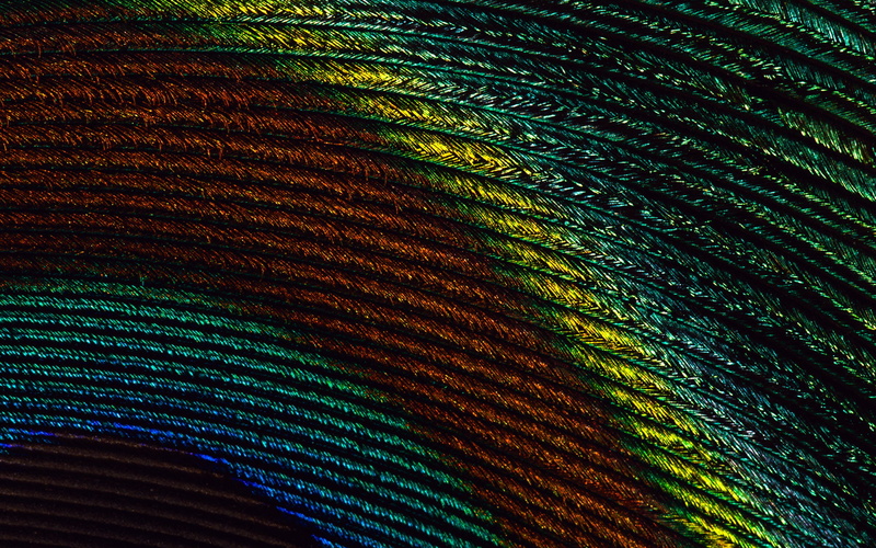 feather, peacock, close up, colorful, close, 1080P