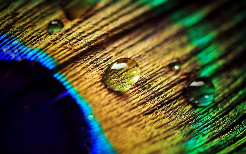 1080P, Drops, peacock, feather, Peacock Feather