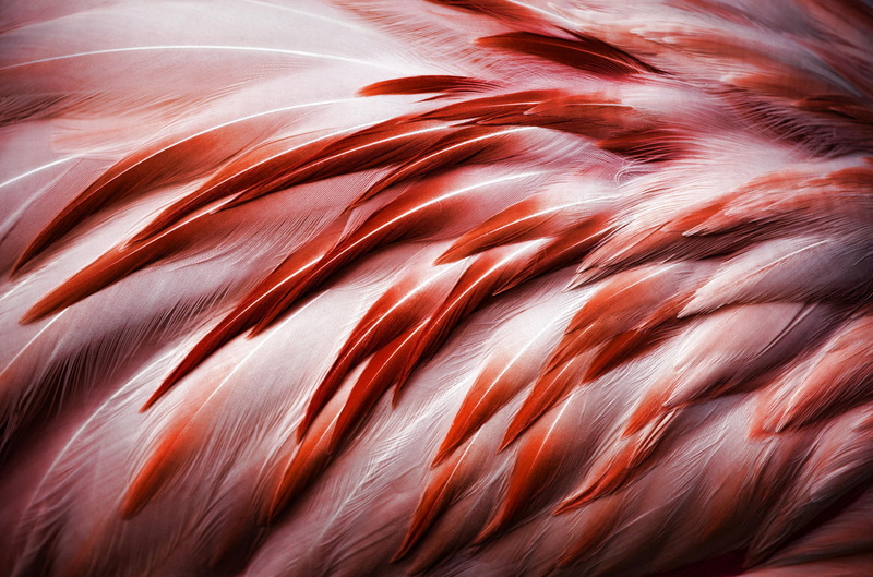bird, Flamingo, vertebrate, 1080P, colors, softness, motion, nature, mammal, animal themes, no people, red, one animal, abstract, pattern, full frame