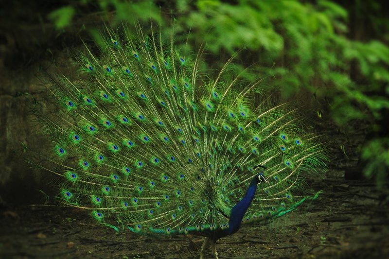 green, field, 5K, peacock feather, animal themes, animals in the wild, bird, animal wildlife, zoo, peacock, vertebrate, photo, nature, green color, land