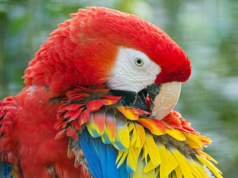Colorful, Parrot, Feathers, 2K, Macaw