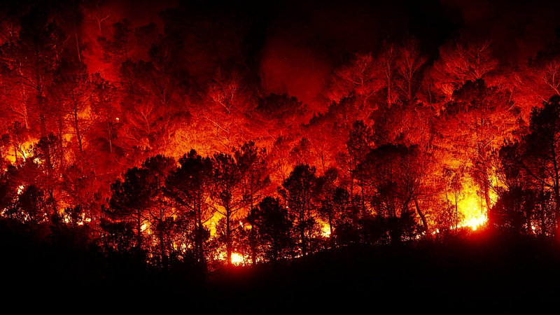 plant, glowing, environment, sky, red, illuminated, tree, forest, burning, fire, hell, orange color, dark, night, no people, nature, light - natural phenomenon