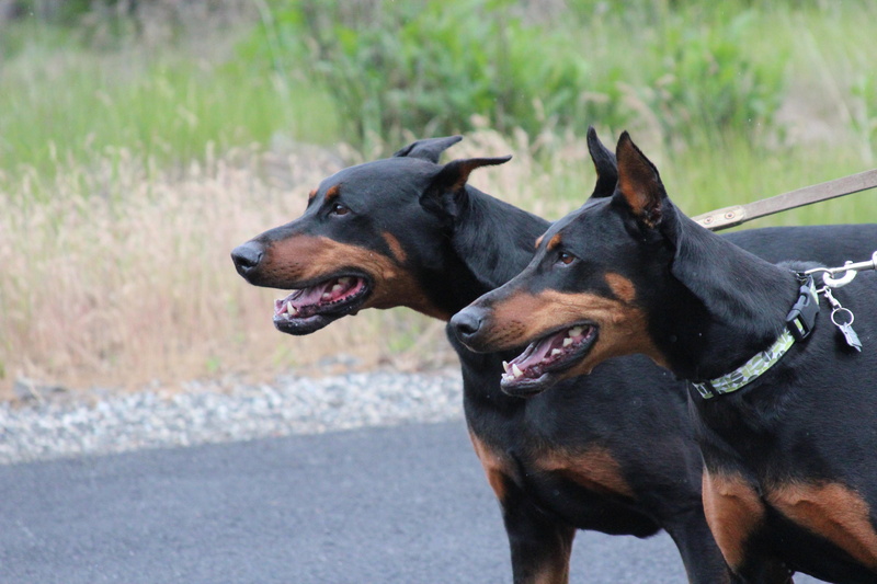 domestic animals, focus on foreground, facial expression, looking away, canine, dogs, purebred dog, mouth open, vertebrate, domestic, 5K, animal, mouth