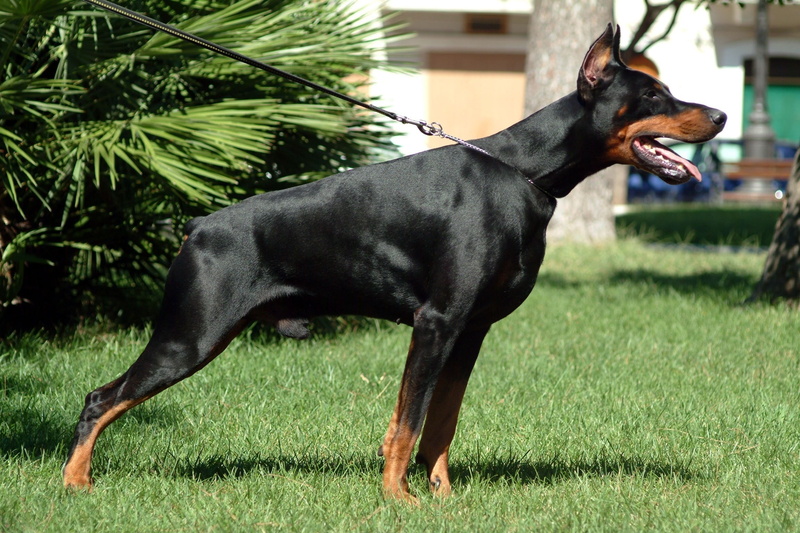 Doberman Pinscher, 1080P, Dogs