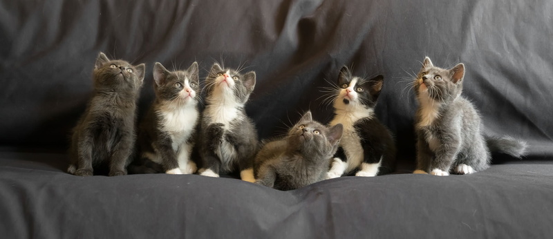 Gert van den Bosch, kittens, 1080P