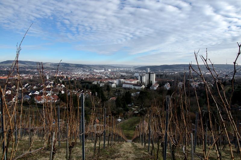 stadion, tree, growth, built structure, nature, view, stuttgart, building exterior, soccer, germany, architecture, no people, outdoors, residential district