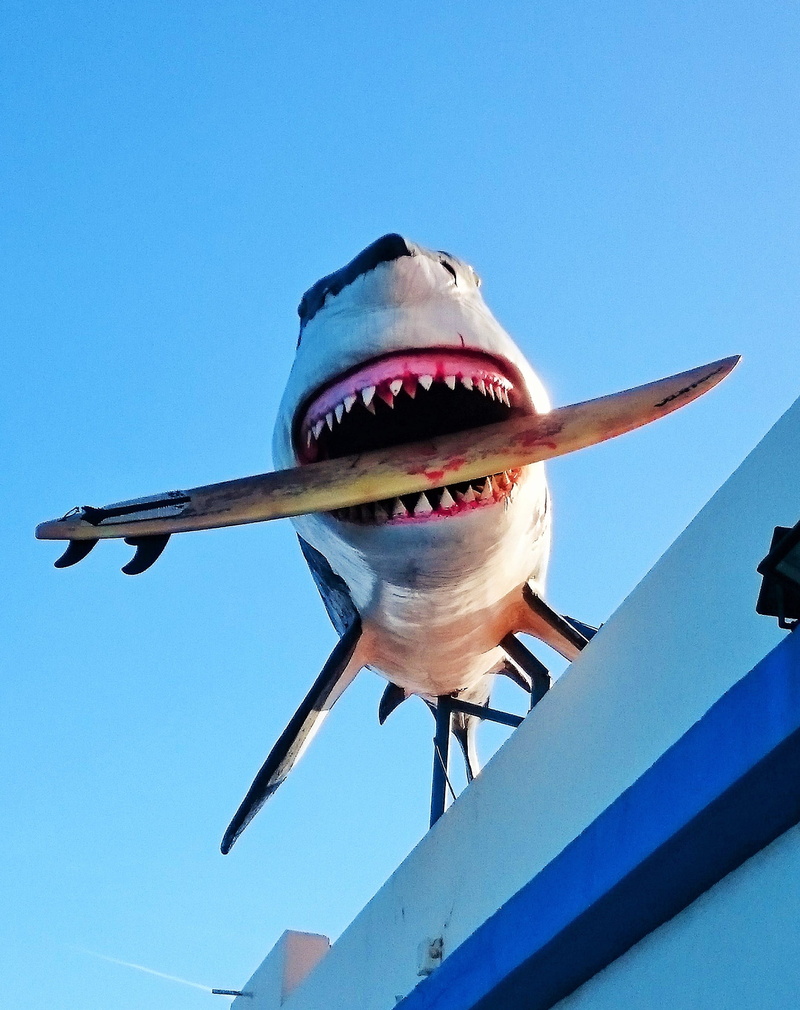 animals in the wild, 2K, vacations, one animal, fish, surfing, copy space, beach, hardrock, day, outdoors, wetsuit, corralejo, mouth open, night life