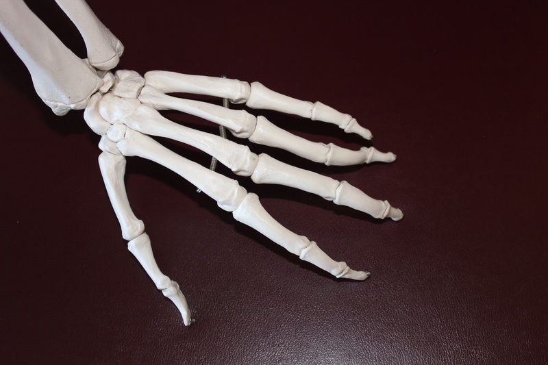 white color, health, human Skeleton, shoe, studio shot, colored background, arthritis, brown, 2K, body part, bones, human limb, limb, skeletal, indoors