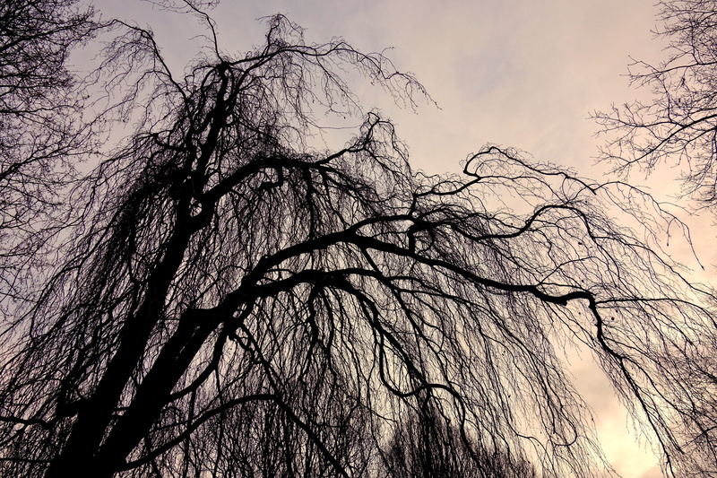 woodland, plant, silhouette, nature, worm, tree, sky, tree top, forest, low angle view, beauty in nature, view, no people, spooky, outdoors, sepia, photography