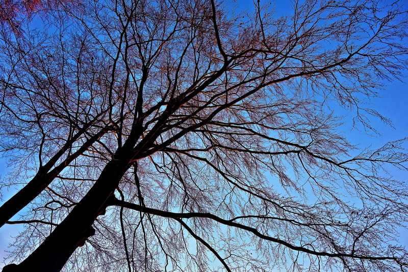tree trunk, branch, tree, growth, tree top, low angle view, beauty in nature, outdoors, nature, bare branch, 4K, blue, day, winter tree, tranquility, forest