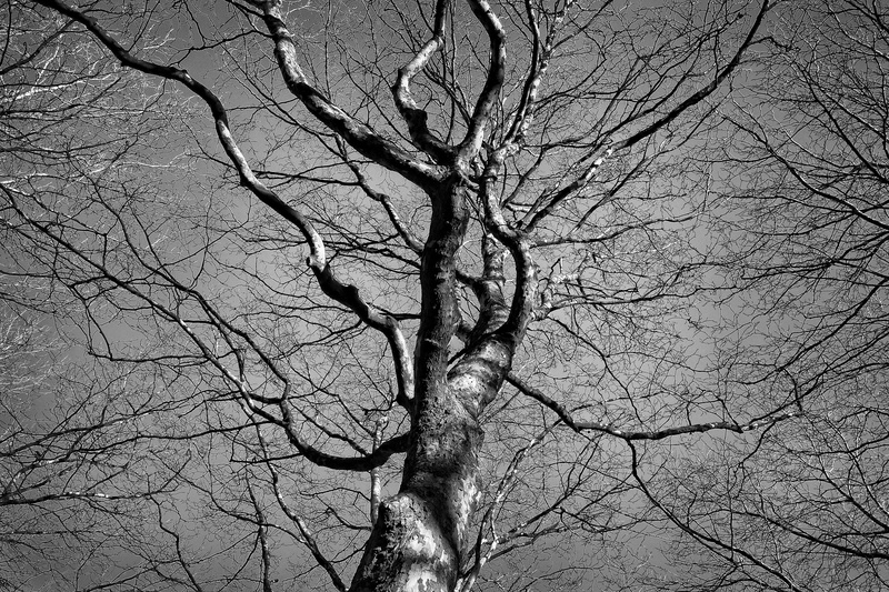 beauty in nature, austere, sky, tree trunk, winter tree, plant, nature, skeletal, dead plant, outdoors, contours, bare tree, angle, tranquility, low, low angle view