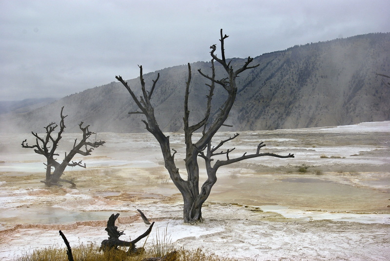 geology, sky, canary spring skeletal trees, smoke - physical structure, beauty in nature, travertine, calcium, tree, aqua, dead plant, mammoth, national