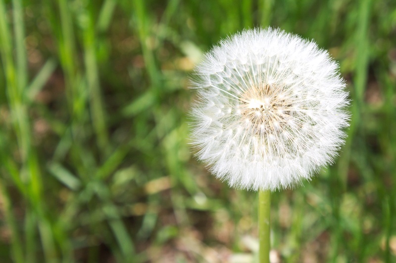 flower, no people, fragility, land, vow, flower head, field, inflorescence, nature, seeds, dandelion, softness, white color, plant, 2K, outdoors, flowering plant